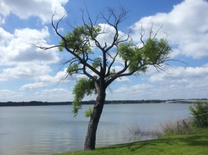 Copyright 2014 by John J. Rigo "The Tree is Me" taken on the morning of June 10th, 2014 at Northwood Shores on Cedar Creek Lake in East Texas.