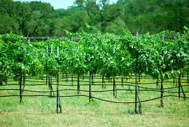 "Future wineries and vineyards of the Henderson County Wine Trail of Texas.  Picture courtesy of Google Image Search